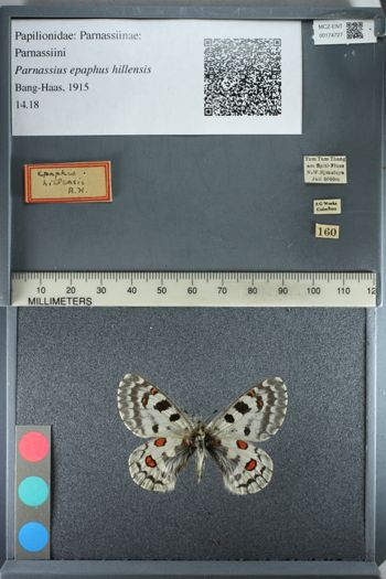 Media type: image;   Entomology 174727